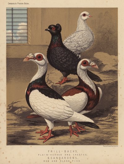 Piccioni: Frill-Backs, Testa Liscia e Crestato; Scandaroons, Rosso e Nero Pied da J. W. (after) Ludlow