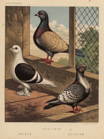 Piccioni: Hyacinth; Shield; Suabian da J. W. (after) Ludlow