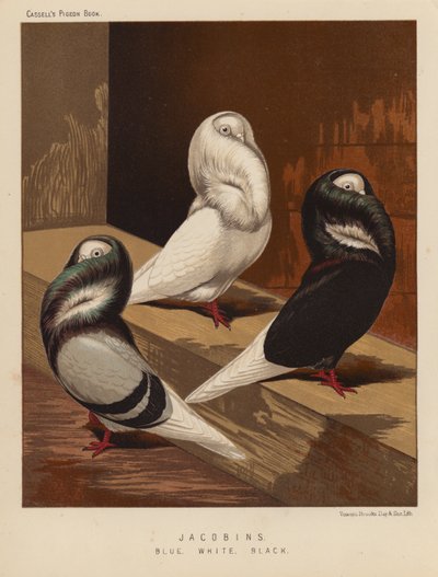 Piccioni: Jacobins, Blue, White, Black da J. W. (after) Ludlow