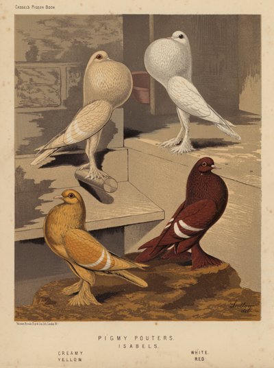 Piccioni: Pigmy Pouters; Isabels, Crema, Bianco, Giallo, Rosso da J. W. (after) Ludlow