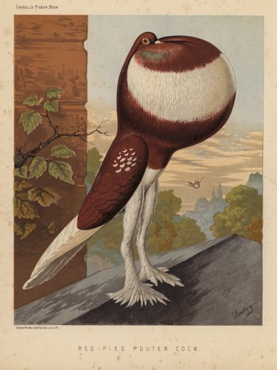 Piccioni: Galletto Rosso-Pied Pouter da J. W. (after) Ludlow