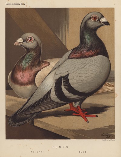 Piccioni: Runts, Silver, Blue da J. W. (after) Ludlow