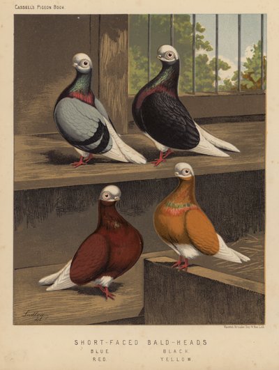 Piccioni: Short-Faced Bald-Heads, Blue, Black, Red, Yellow da J. W. (after) Ludlow