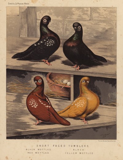 Piccioni: Short Faced Tumblers, Black Mottled, Black, Red Mottled, Yellow Mottled da J. W. (after) Ludlow