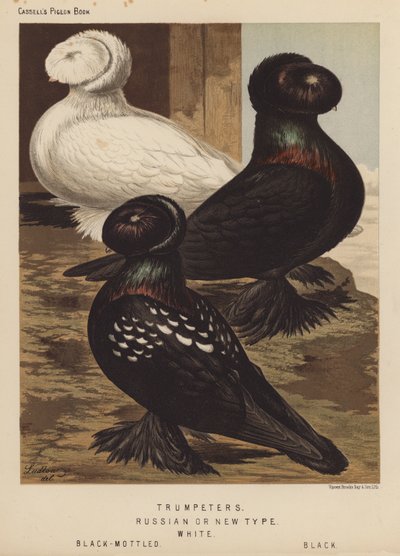 Piccioni: Trombettieri, Tipo Russo o Nuovo, Bianchi, Mottled Neri, Neri da J. W. (after) Ludlow