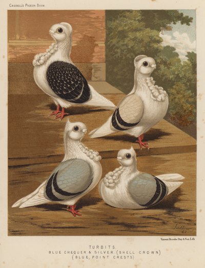 Piccioni: Turbits, a scacchi blu e argento, corona a conchiglia, blu, creste a punta da J. W. (after) Ludlow