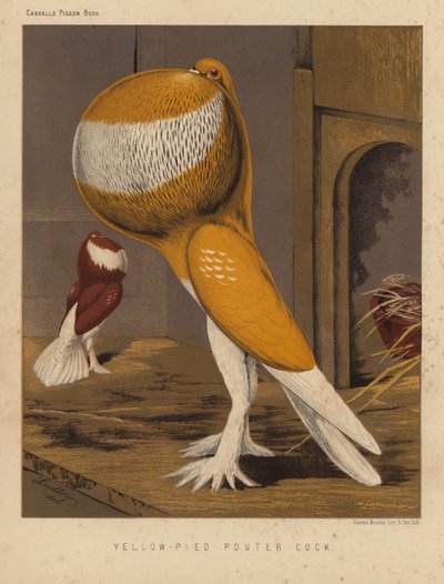 Piccioni: Galletto Giallo-Pied Pouter da J. W. (after) Ludlow
