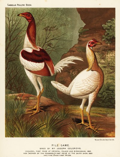 Gallo e gallina da combattimento Pile da J. W. (after) Ludlow