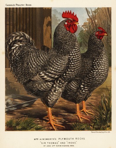 Galline Plymouth Rock da J. W. (after) Ludlow