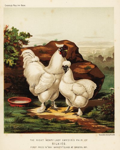 Gallo e gallina Silkie o Silky da J. W. (after) Ludlow
