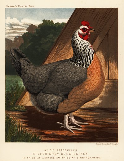 Gallina Dorking grigio-argento da J. W. (after) Ludlow