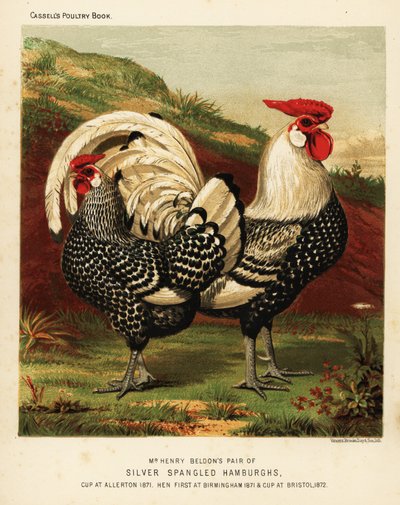 Gallo e gallina Hamburgh argentato a macchie da J. W. (after) Ludlow