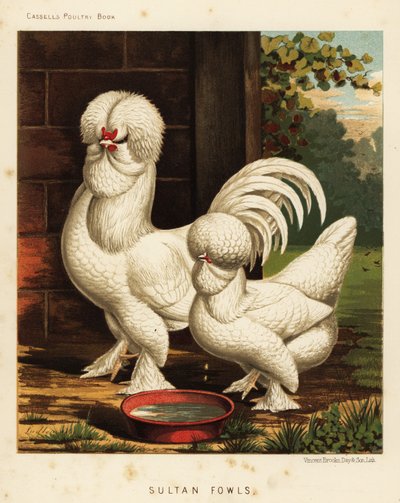 Polli Sultan, Gallus gallus domesticus da J. W. (after) Ludlow