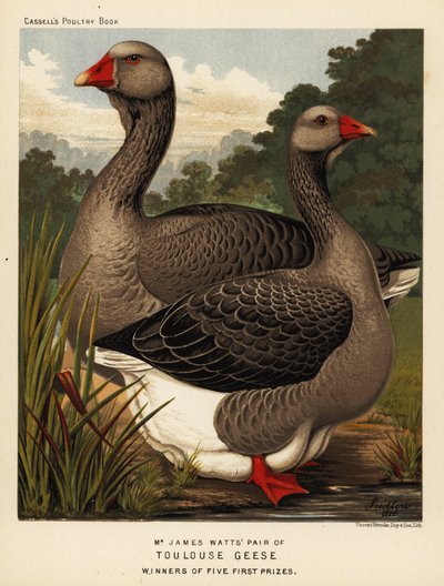 Oche di Tolosa con bargiglio, gallo e gallina da J. W. (after) Ludlow