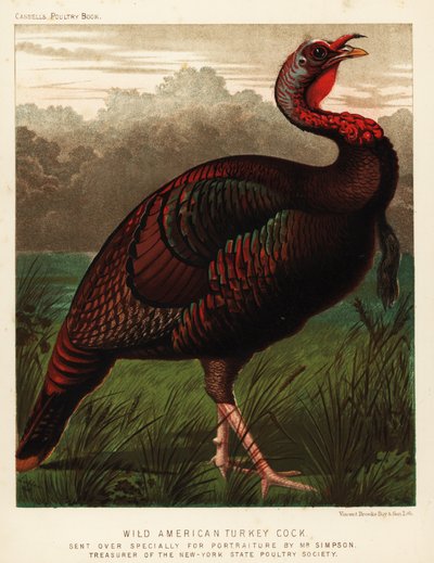 Tacchino selvatico americano, Meleagris gallopavo da J. W. (after) Ludlow