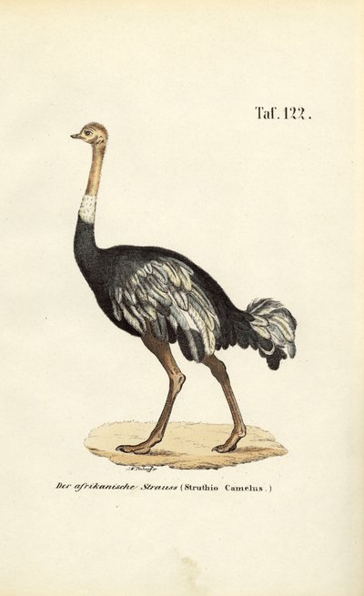  da J. W. Tenhaeff