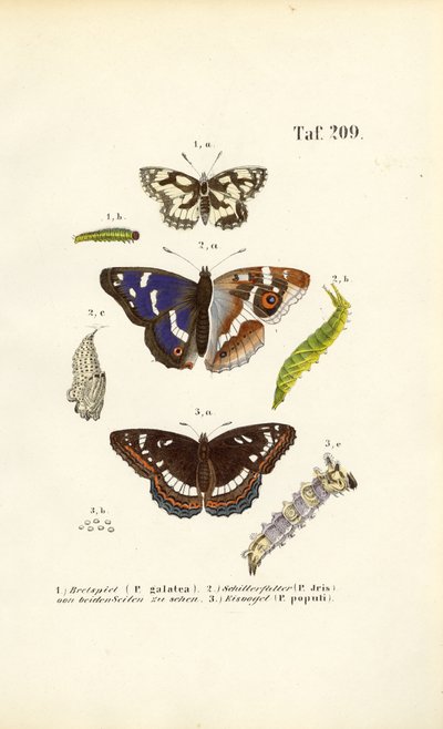 Farfalle con bruchi e stadi di metamorfosi da J. W. Tenhaeff