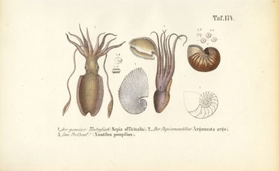  da J. W. Tenhaeff