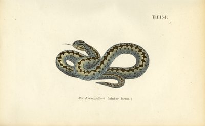  da J. W. Tenhaeff