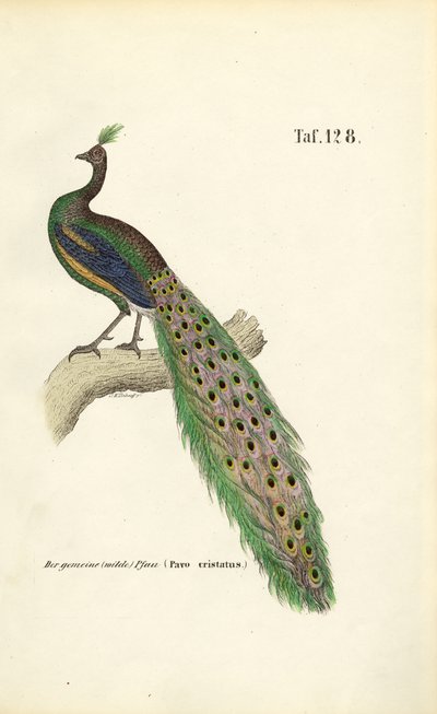  da J. W. Tenhaeff