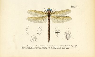 Le libellule con il loro apparato boccale e le larve da J. W. Tenhaeff