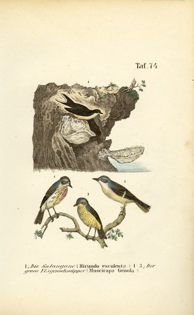 Rondine dei nidi commestibili e Pigliamosche macchiati da J. W. Tenhaeff