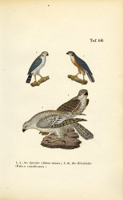 Sparviero eurasiatico e girfalco da J. W. Tenhaeff