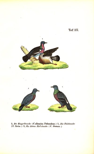 Piccioni selvatici europei da J. W. Tenhaeff