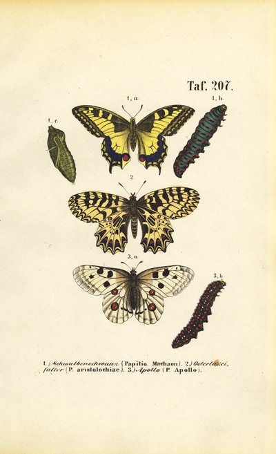 Farfalle europee con bruchi e pupe da J. W. Tenhaeff