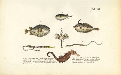 I pesci marini esotici e il cavalluccio marino da J. W. Tenhaeff