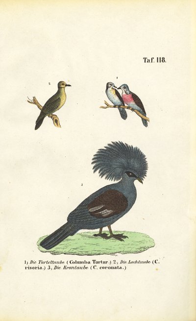 Specie esotiche di piccione e piccione coronato della Victoria da J. W. Tenhaeff