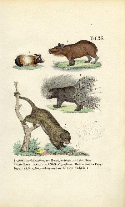 Roditori esotici da J. W. Tenhaeff