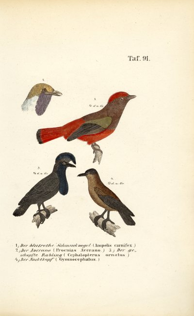 Uccelli esotici del Sud America da J. W. Tenhaeff