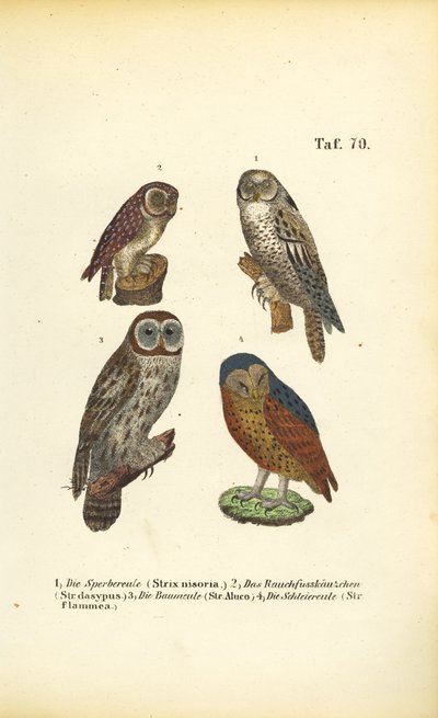  da J. W. Tenhaeff