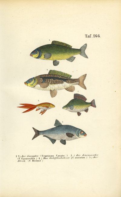  da J. W. Tenhaeff