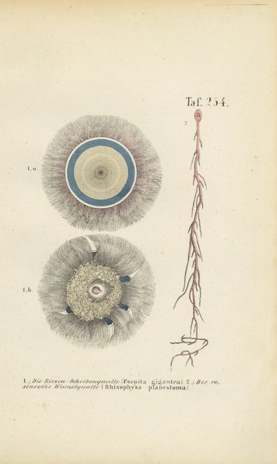  da J. W. Tenhaeff