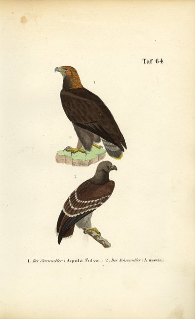 Aquila reale e Aquila minore da J. W. Tenhaeff