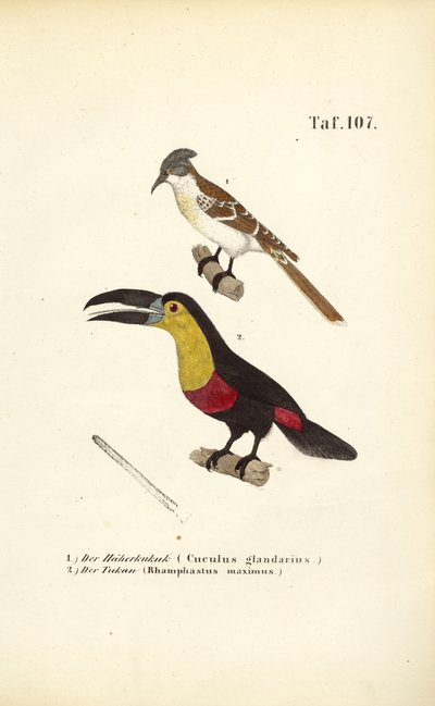 Cuculo maggiore e tucano da J. W. Tenhaeff