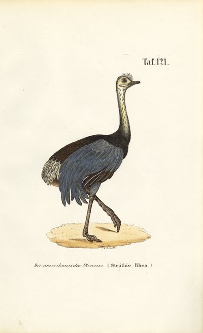  da J. W. Tenhaeff