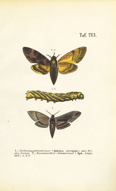 Falchi della famiglia Sphingidae da J. W. Tenhaeff