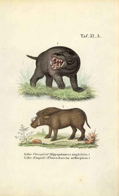 Ippopotamo e facocero da J. W. Tenhaeff