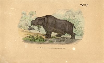  da J. W. Tenhaeff
