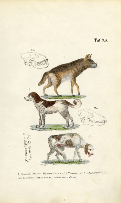 Iena, cane domestico e cane anziano con illustrazioni di teschi da J. W. Tenhaeff