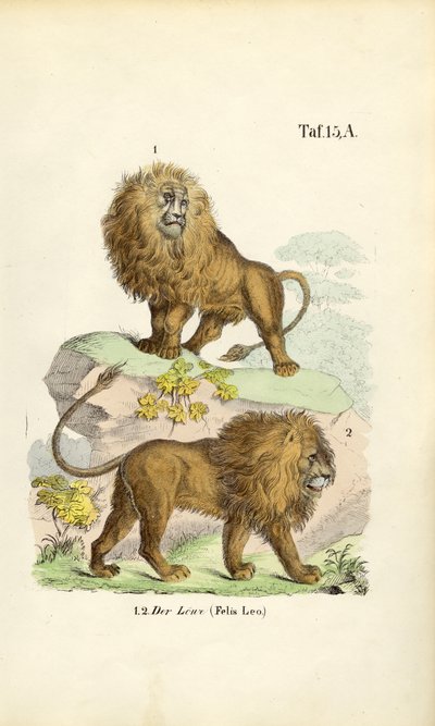 Leoni in diverse pose da J. W. Tenhaeff