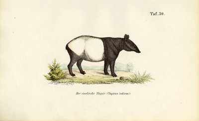 Tapiro malese da J. W. Tenhaeff