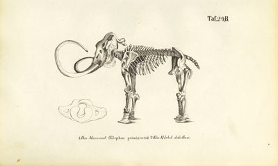  da J. W. Tenhaeff