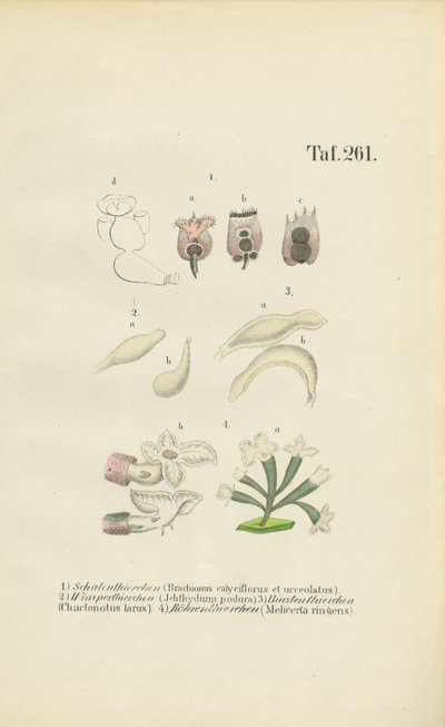  da J. W. Tenhaeff
