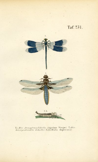  da J. W. Tenhaeff