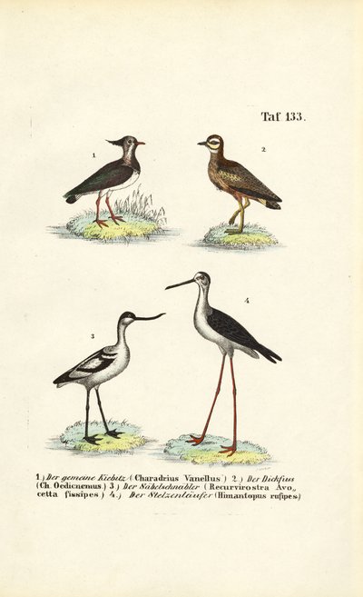 Pavoncella settentrionale, chiurlo, avocetta minore e cavaliere d