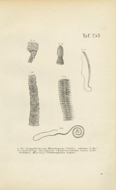  da J. W. Tenhaeff